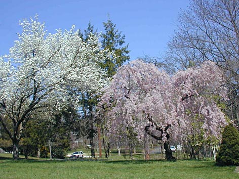 Pear and cherry tree