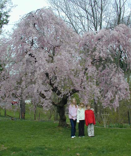The McKinnons under the cherry tree